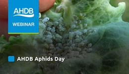 Aphids Day 2020